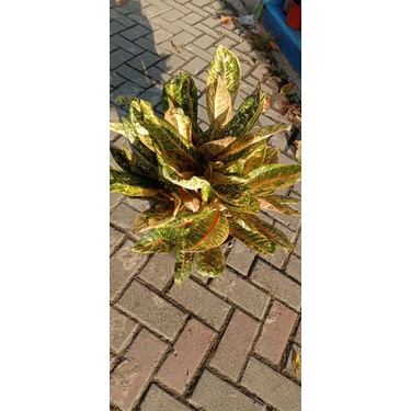 Aglonema Donacarmen Mutasi Daun Jumbo