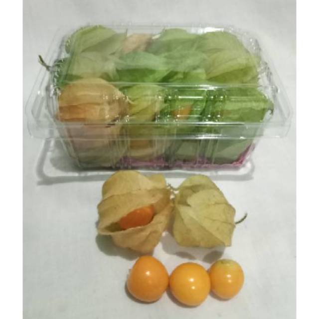 

buah ciplukan fresh organik 100gram