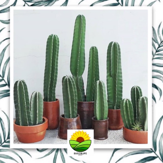 kaktus koboi kaktus belimbing cereus cactus ukuran 20 