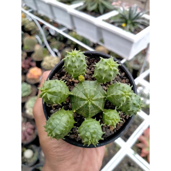 euphorbia globosa x obesa
