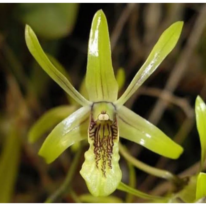 anggrek dendrobium larat hijau / tanaman hias