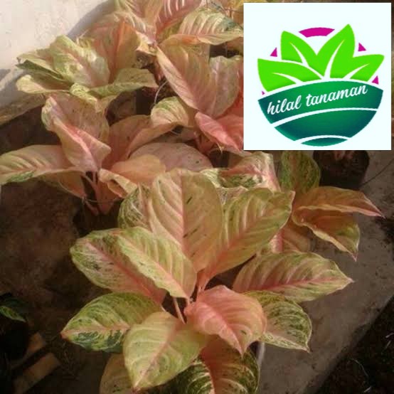 tanaman aglonema bidadari