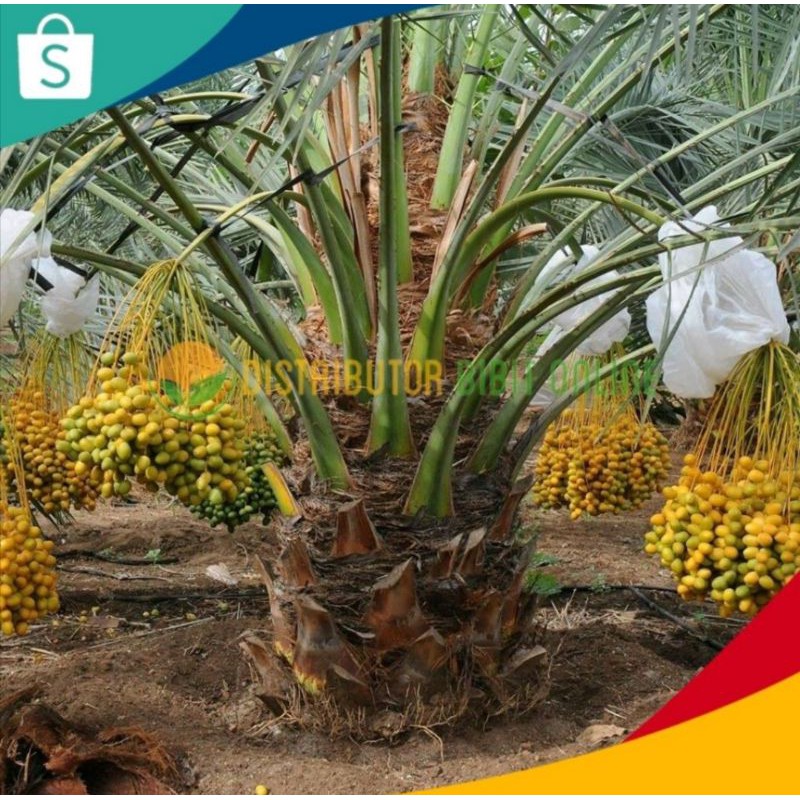 

Paket 10 bibit Kurma Kl1