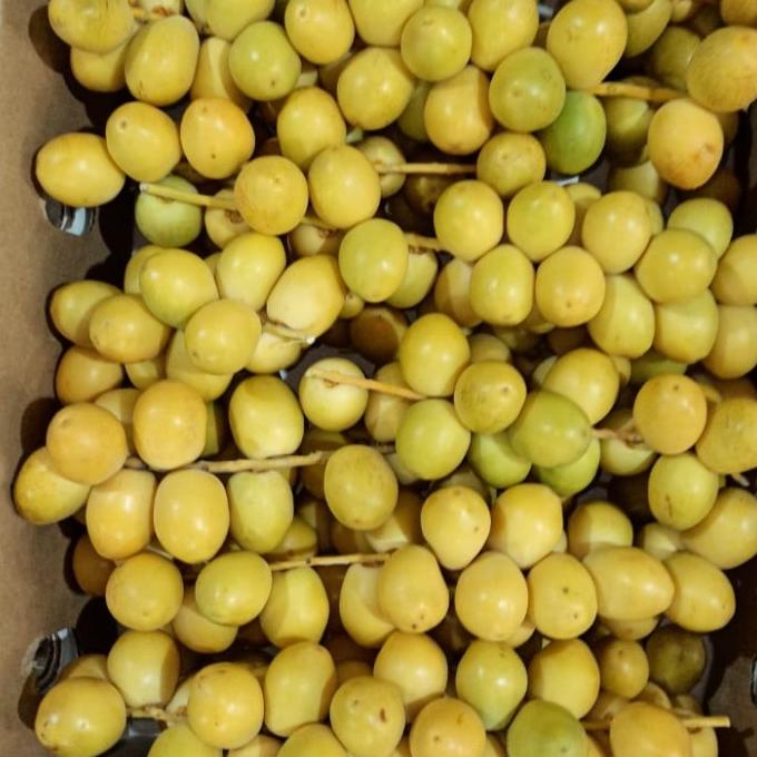 

TERBARU Kurma Muda Premium 1kg ORIGINAL/KURMA 1KG/KURMA BARARI/KURMA RUTHOB/KURMA BAM/KURMA PALM FRUIT/KURMA TANGKAI/KURMA AZWA/KURMA SUKKARI/KURMA SAFAWI/KURMA TUNISIA/KURMA MUDA KUNING/KURMA MUDA HIJAU/KURMA MEDJOL/KURMA MADINAH SUPER