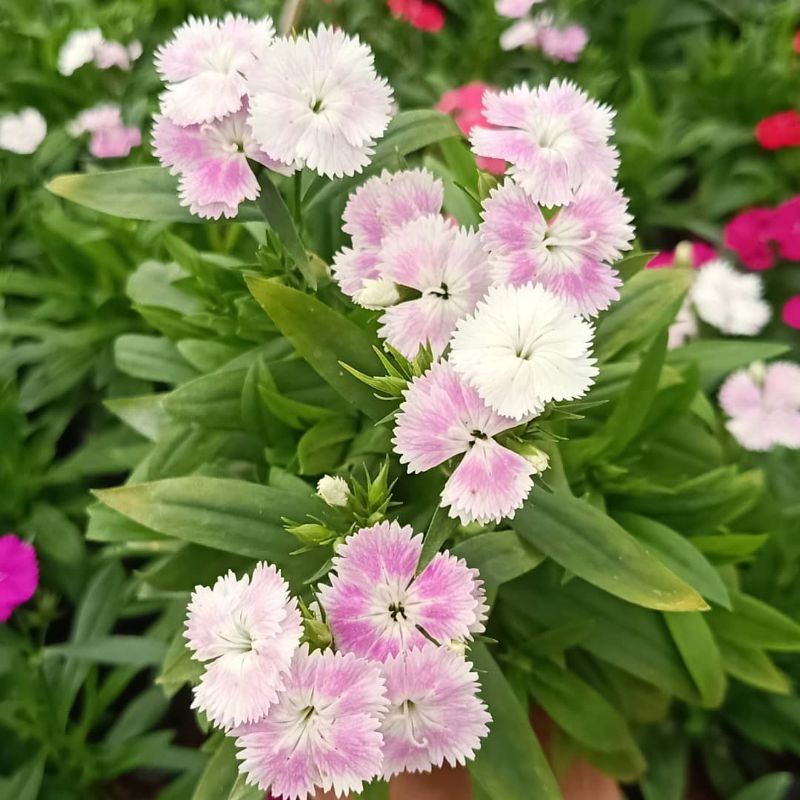 Bibit Bunga Anyelir Diantus Bicolor Hybrid/Tanaman Bunga Anylier Dianthus