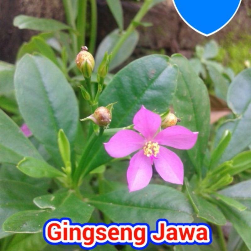 Umbi Gingseng Jawa Segar Kolesom