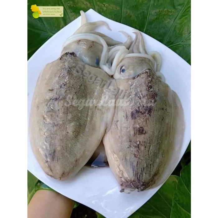 

Balakutak Hitam Segar Cumi Sotong Fresh