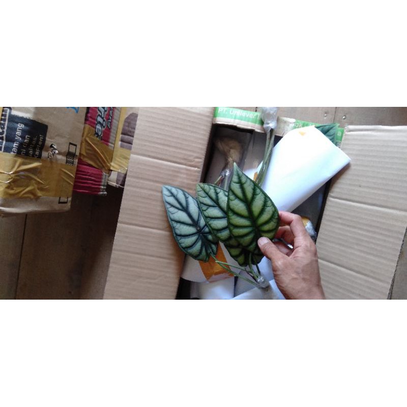 anakan alocasia dragon silver