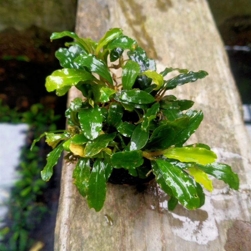 Buche media wabikusa