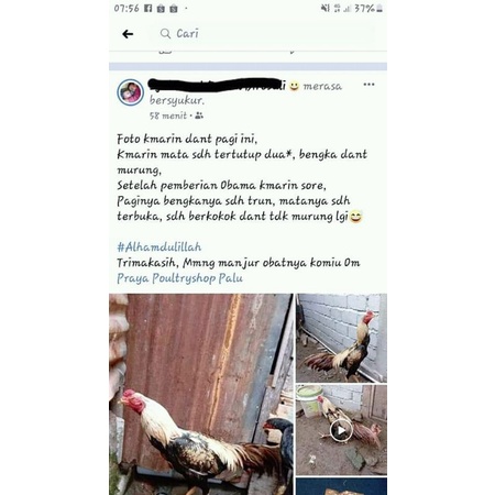 Obat obama obat ayam manjur, ramuan obama, obat ayam manjur