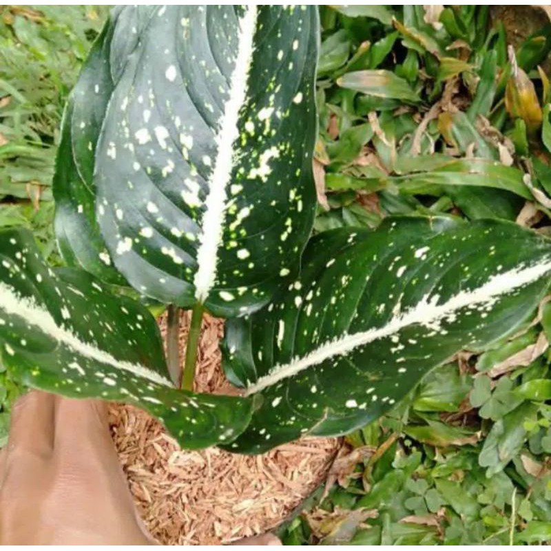 Sri Rejeki Sri Rezeki