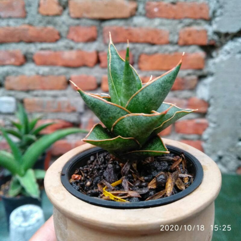 Tanaman hias mini sansevieria / sansivera hybrid srikaton x ballyi mini