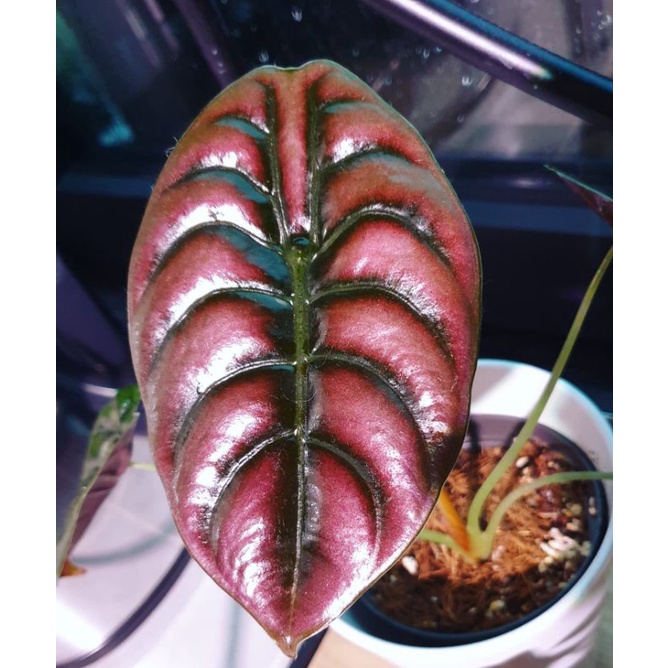 [BISA COD] ALOCASIA CUPREA ALOKASIA CUPREA BONGGOL UTUH - KELADI TENGKORAK TANAMAN HIAS