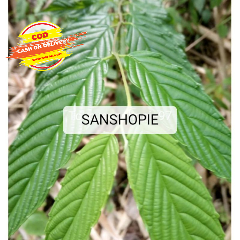 

Daun kayu afrika segar 1 kg - petik langsung