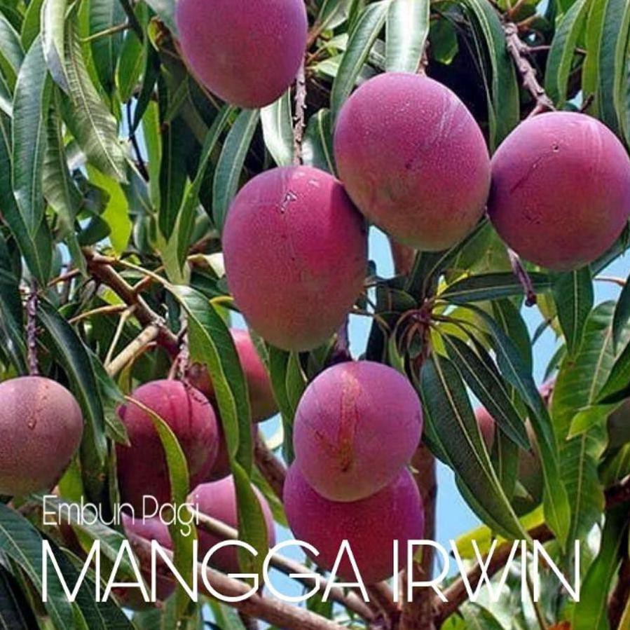 Restock Best Seller Okulasi Tanaman Bibit Pohon Buah Mangga Irwin An Shopee Indonesia