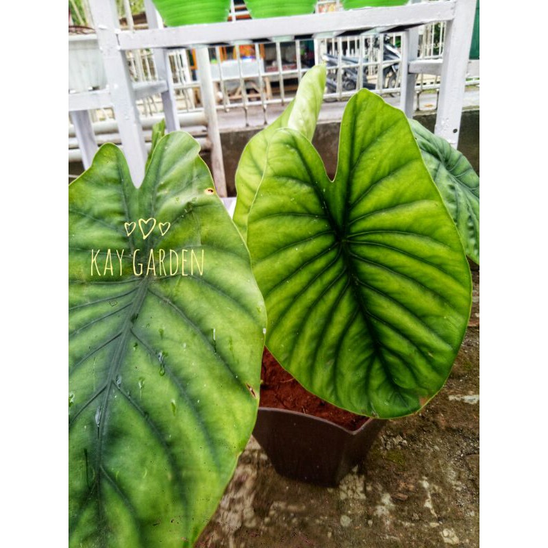 keladi tengkorak/alocasia hijau