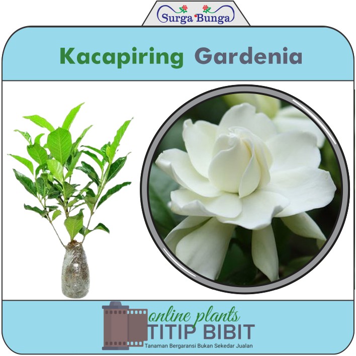 Bibit Tanaman Bunga Wangi Kacapiring (gardenia augusta)