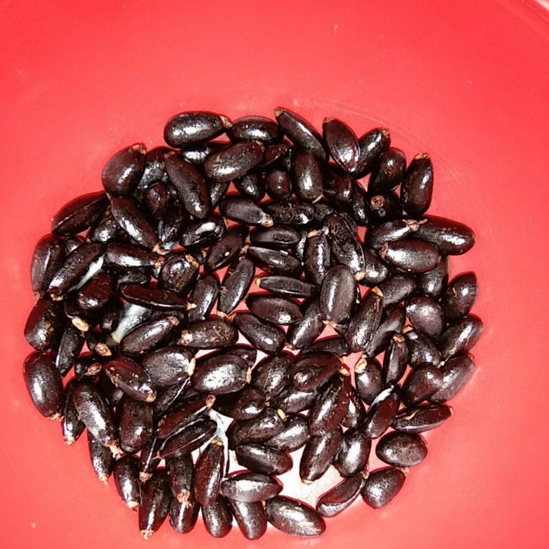 biji / benih buah srikaya lokal