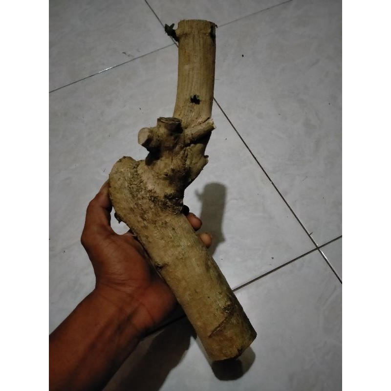 BONSAI SANCANG ORIGINAL JUMBO STEK 30