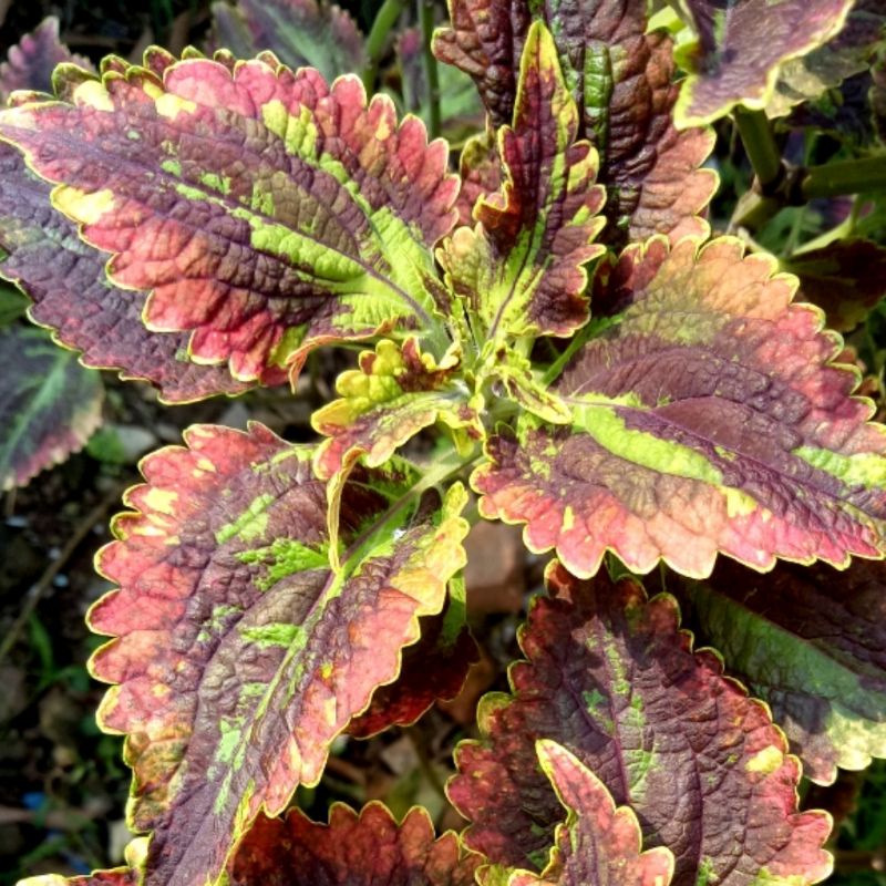 Miana Premium Id Sultan India/Pelangi, SUDAH BERAKAR