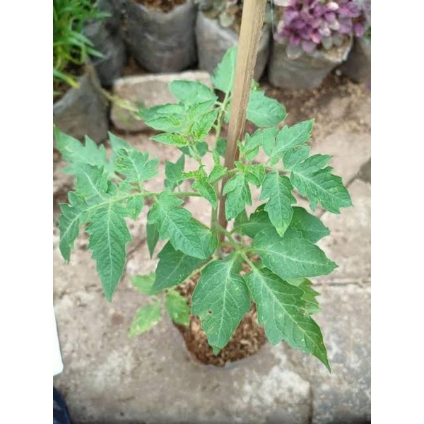 Bibit pohon tomat - pohon tomat siap berbuah