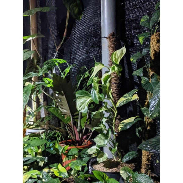 Link CO Live Produk 1 Kg Diatas 70 Ribu