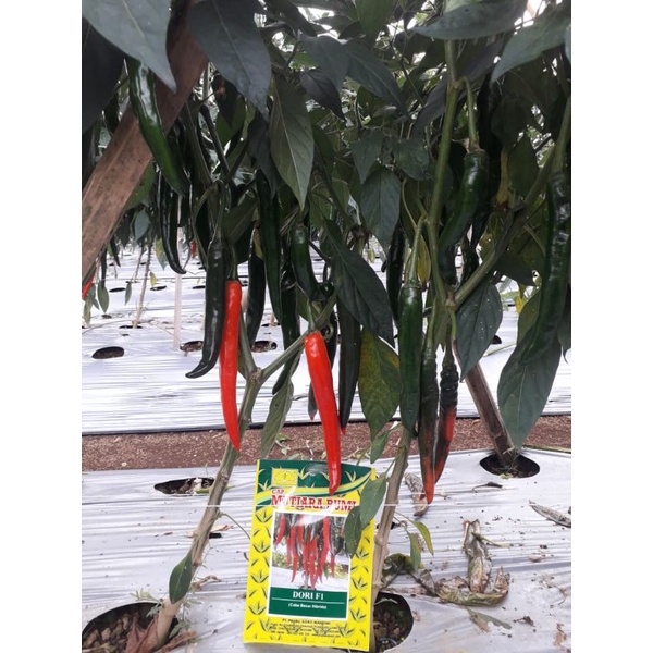 BENIH CABE BESAR DORI F1 10 GRAM ISI 1600-1700 BIJI ORIGINAL CAP MUTIARA BUMI