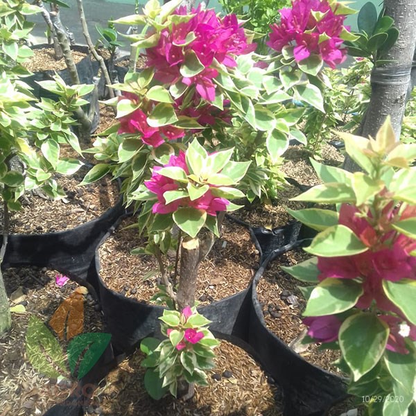 Tanaman Bunga Bougenville Singapura Sambung