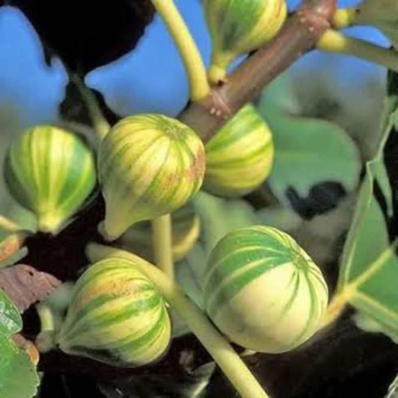 bibit pohon buah tin belang Panache Tiger ORI-fresh cangkok