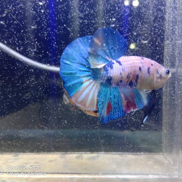 

Candy nemo