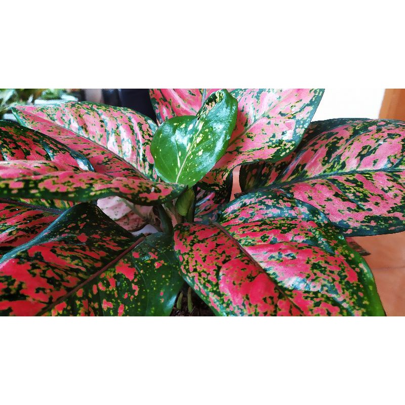 dut red anjamani indukan