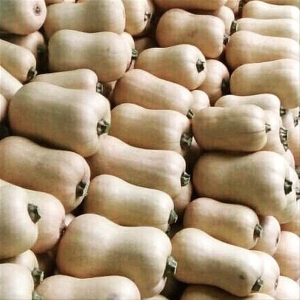 50 Benih Labu madu butternut varietas Jacqueline F1 Enza Zaden