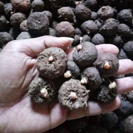 bibit porang dari umbi 1 kg isi 70-200 biji