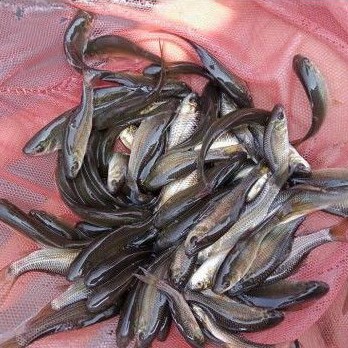 ikan terapi Nilem /gara rufa/melem