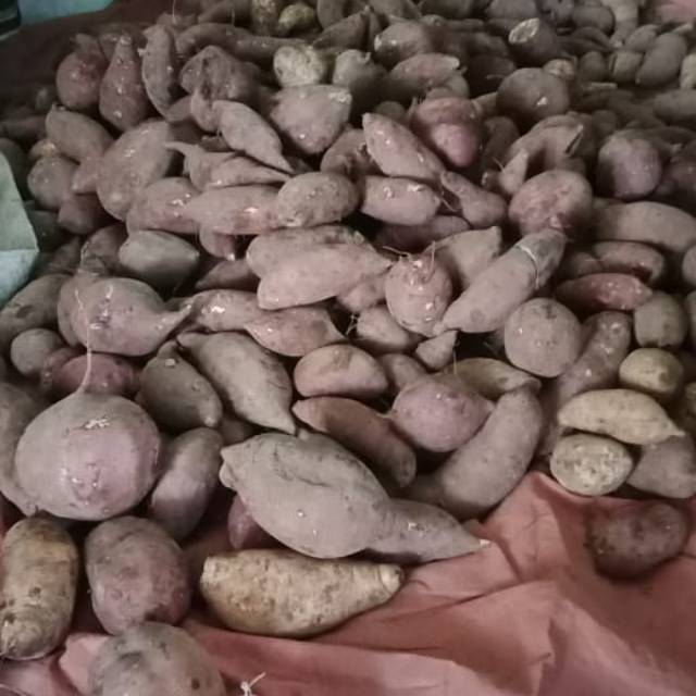 

Ubi khas cilembu