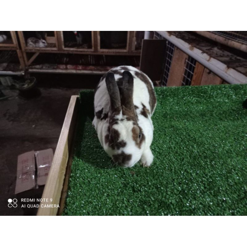 Kelinci Mini Rex Jantan 12bulan