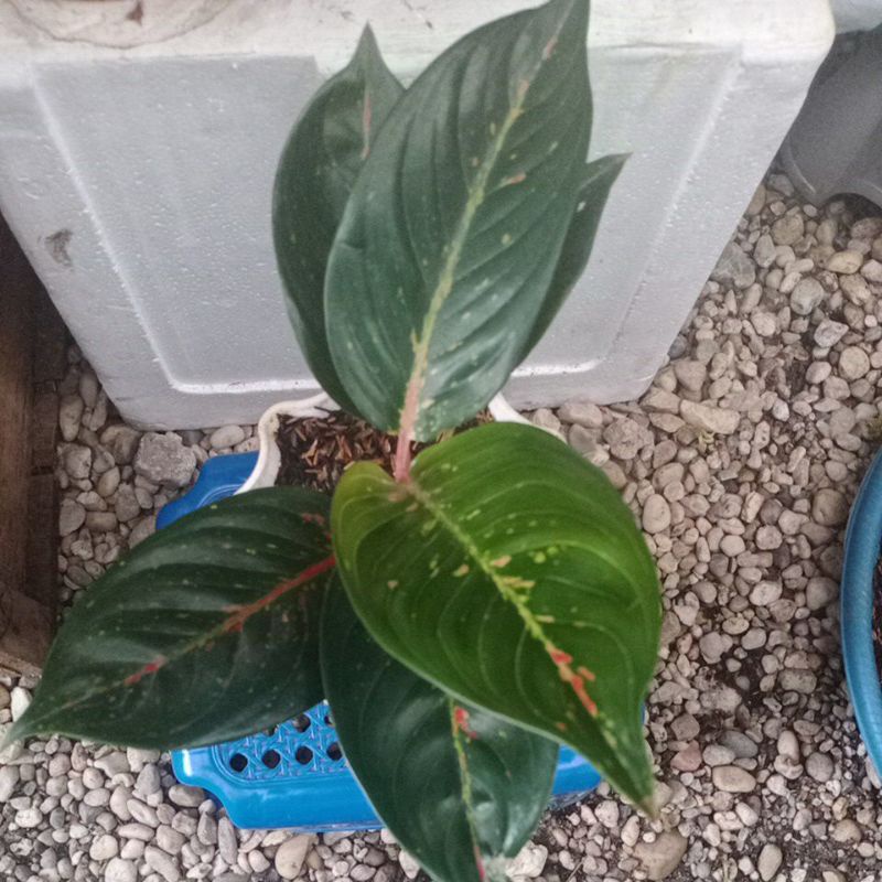 Aglonema Hot Lady Black