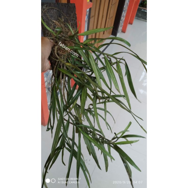 termurah anggrek hutan berkualitas