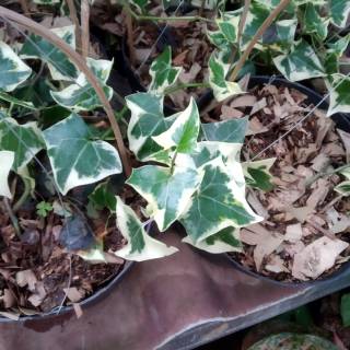  Tanaman  Hias English  Ivy Hedera Variegata Shopee Indonesia