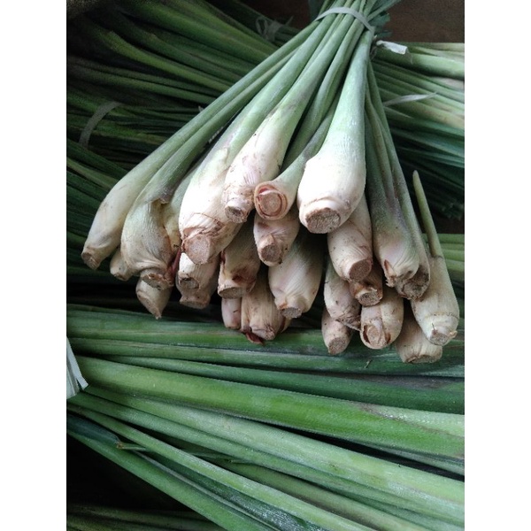 

SERAI SEGAR KUALITAS JUMBO