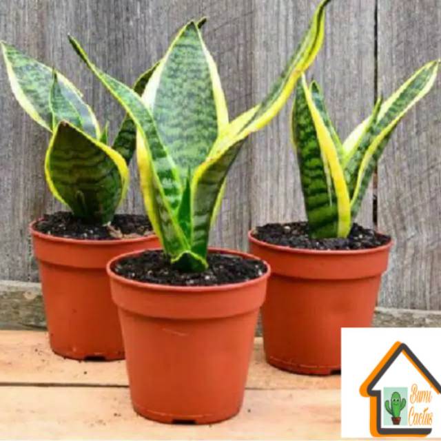 Tanaman Hias Sansevieria Futura Superba