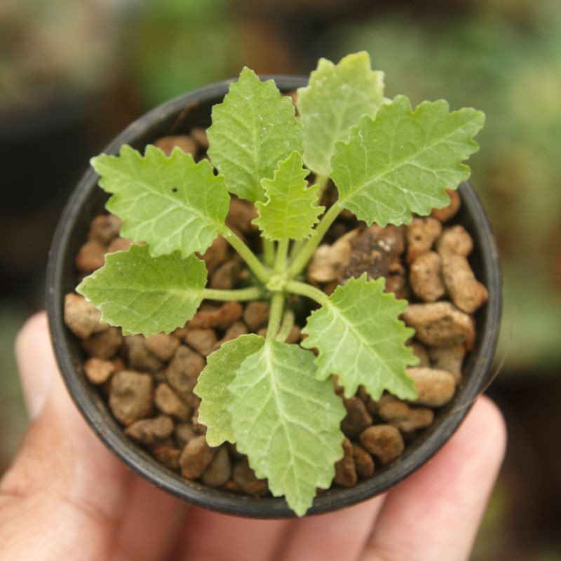 Dorstenia horwodii horwodi hybrid