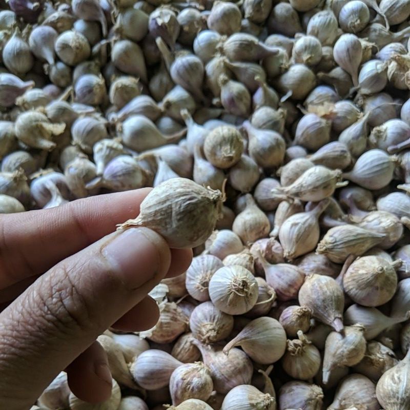 DIARY PETANI - Bawang Lanang Lokal Bawang Putih Tunggal 50 Gram