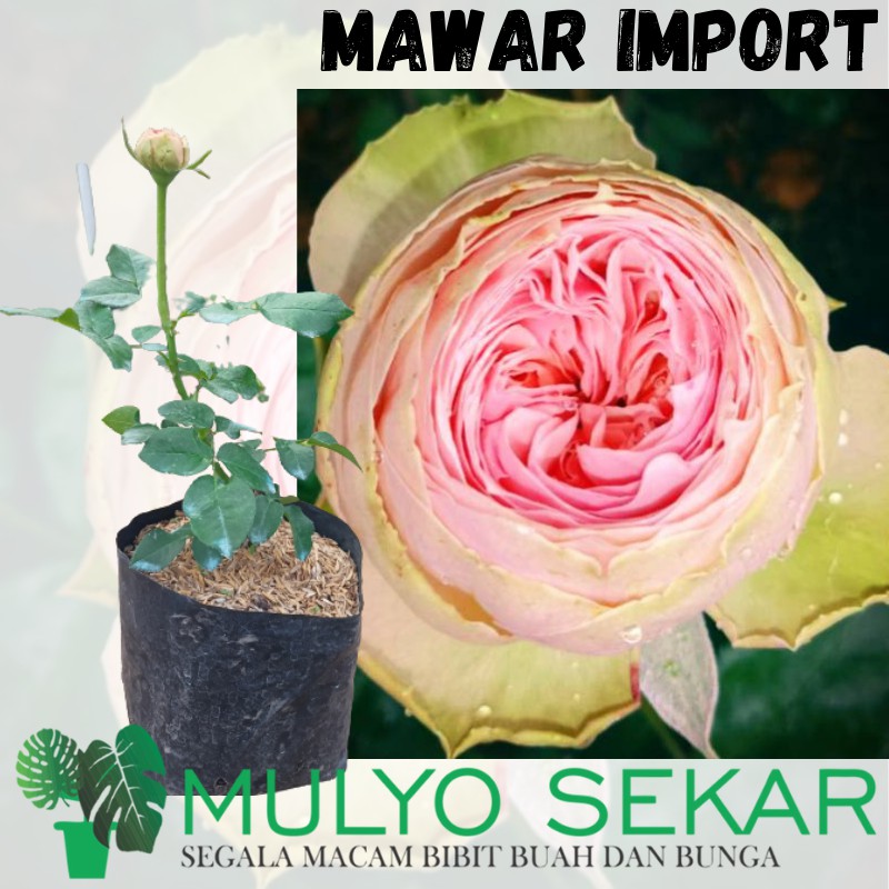 Tanaman Hias Mawar Hidup Import  charming piano - Bunga besar Pohon Bibit Bunga Mawar wangi