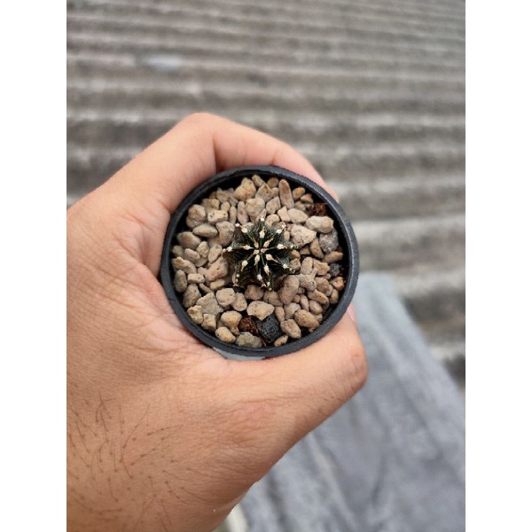 Kaktus Gymnocalycium-Gymno Vos014a/Vos 014a