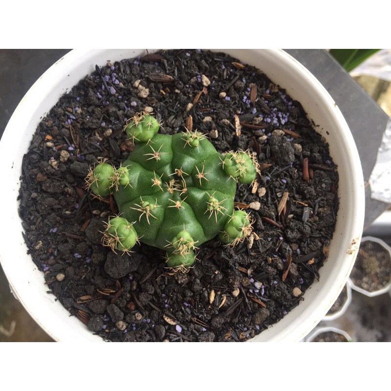 Kaktus Hias Ownroot Gymno damsi hijau damsi besar big size