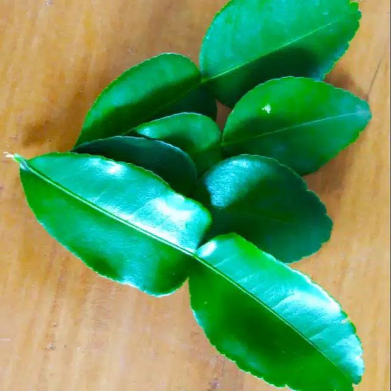 

Jual daun jeruk purut(harga perlembar)
