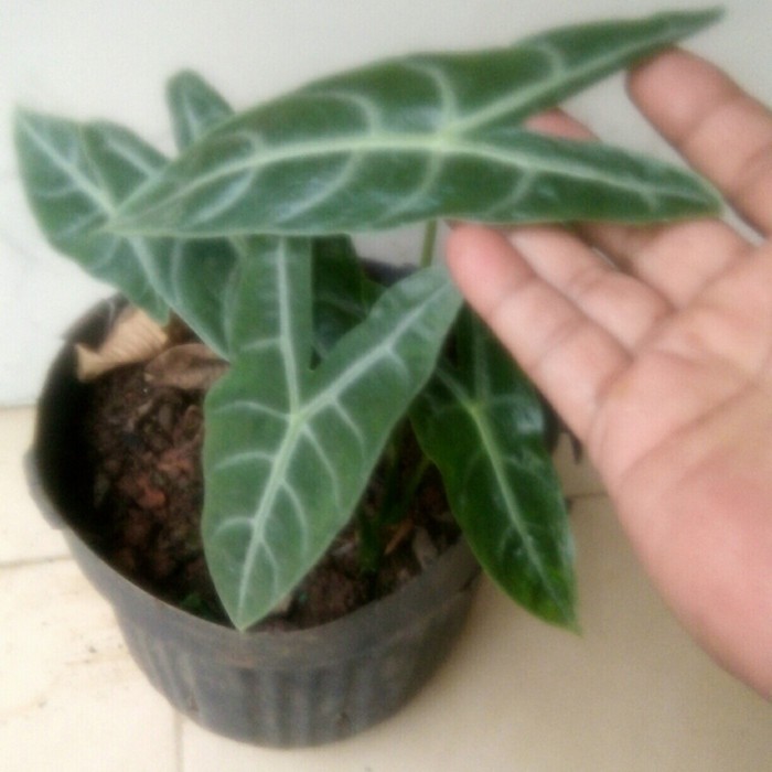 Tanaman hias keladi: Alocasia Longiloba, alokasia longiloba silver