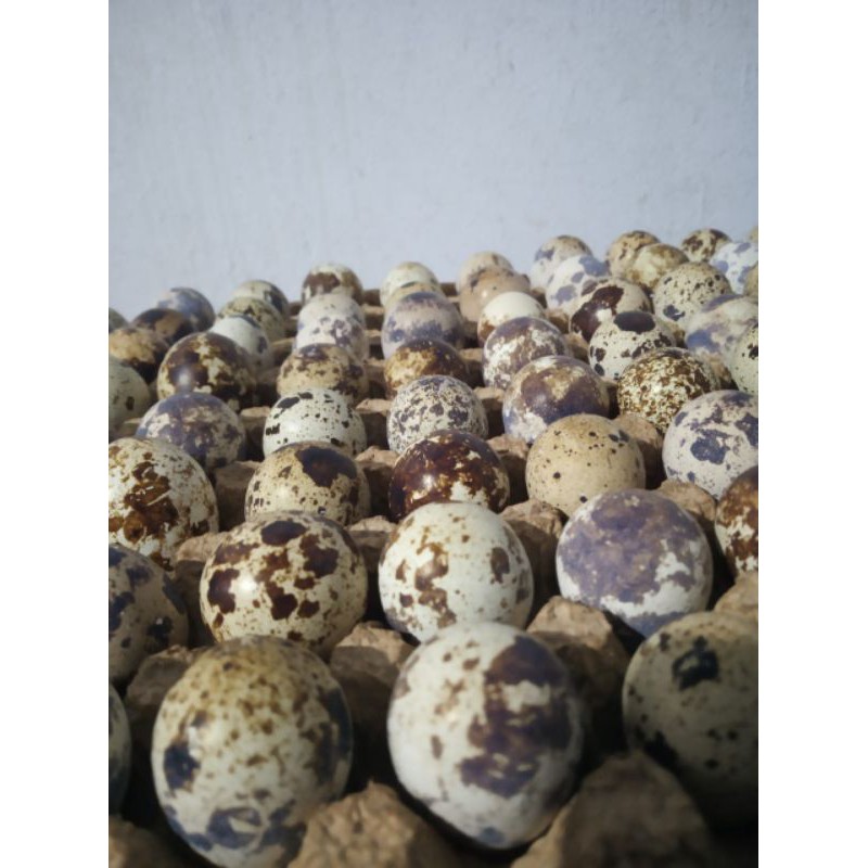 

Telur puyuh local fresh isi 100 butir, 50 butir