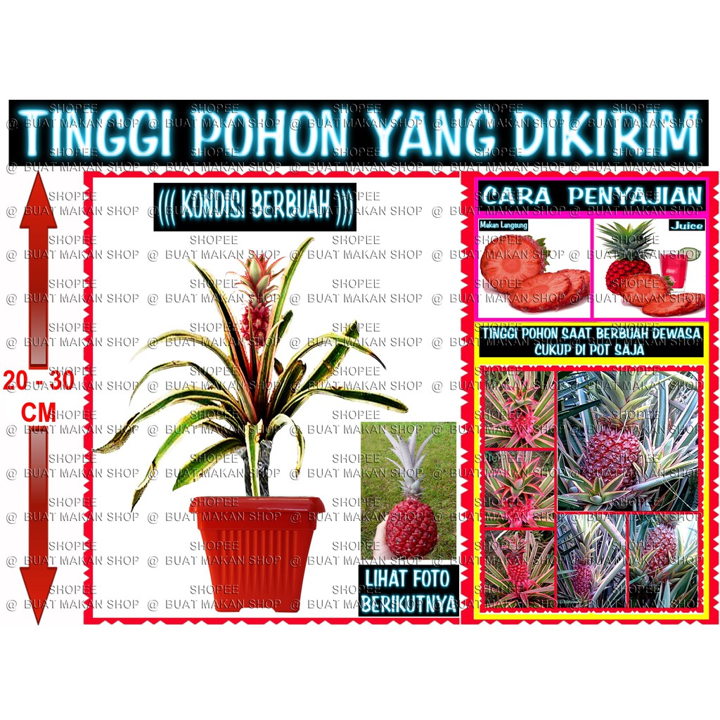 

RED LANFEN BERBUAH